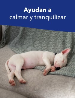SERENEX DIFUSOR CANINO