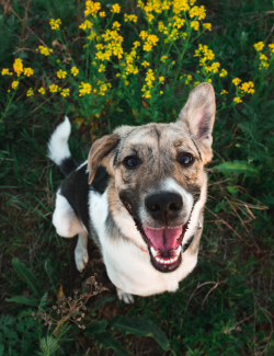 DRGREEN ACEITE CBD 5% 10ML