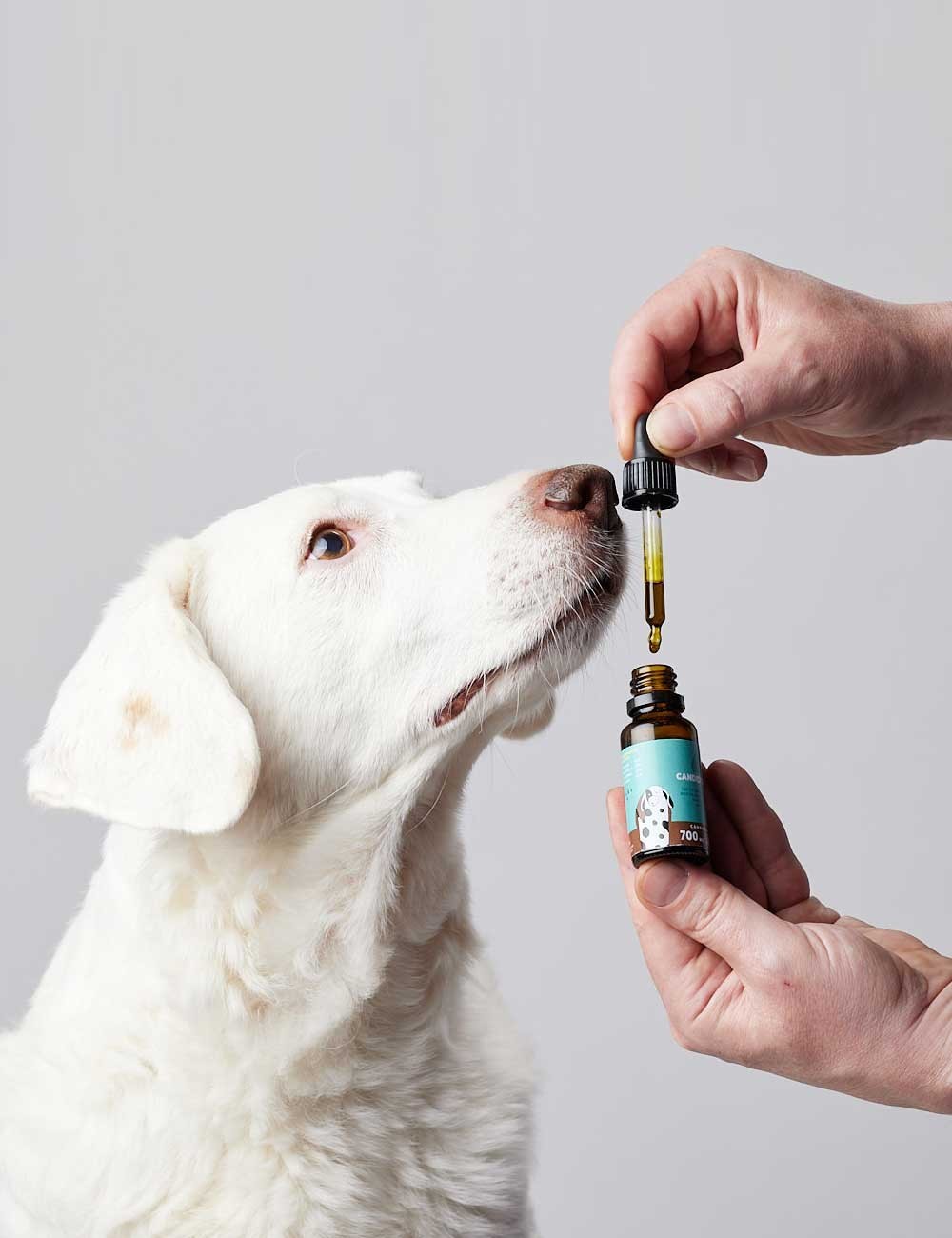 CANDIDTAILS ACEITE DE CAÑAMO CON CBD PARA PERROS MEDIANOS 700MG