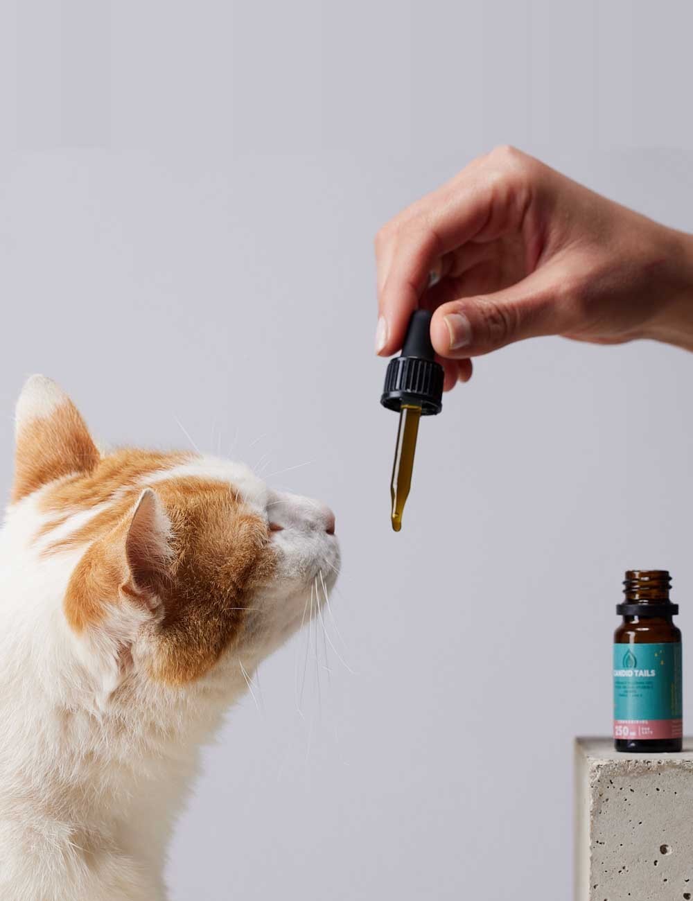 CANDIDTAILS ACEITE DE SALMON Y CAÑAMO CON CBD PARA GATOS 250MG