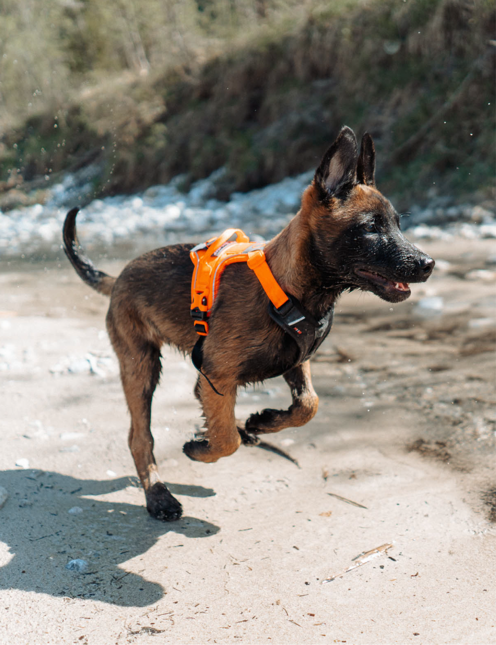 NON-STOP DOGWEAR RAMBLE HARNESS NEGRO/NARANJA