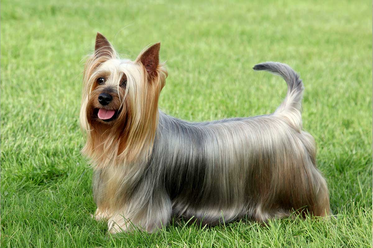 Silky Terrier Australiano