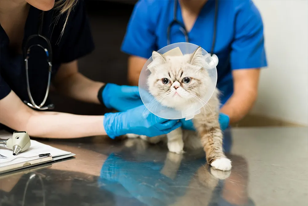 seguro%20veterinario%20gatos.webp