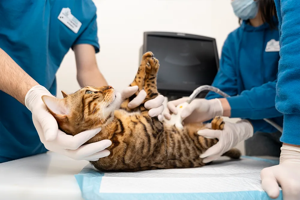 seguro%20veterinario%20para%20gatos.webp