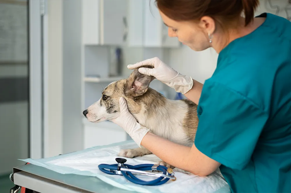 seguro%20veterinario%20mascota.webp