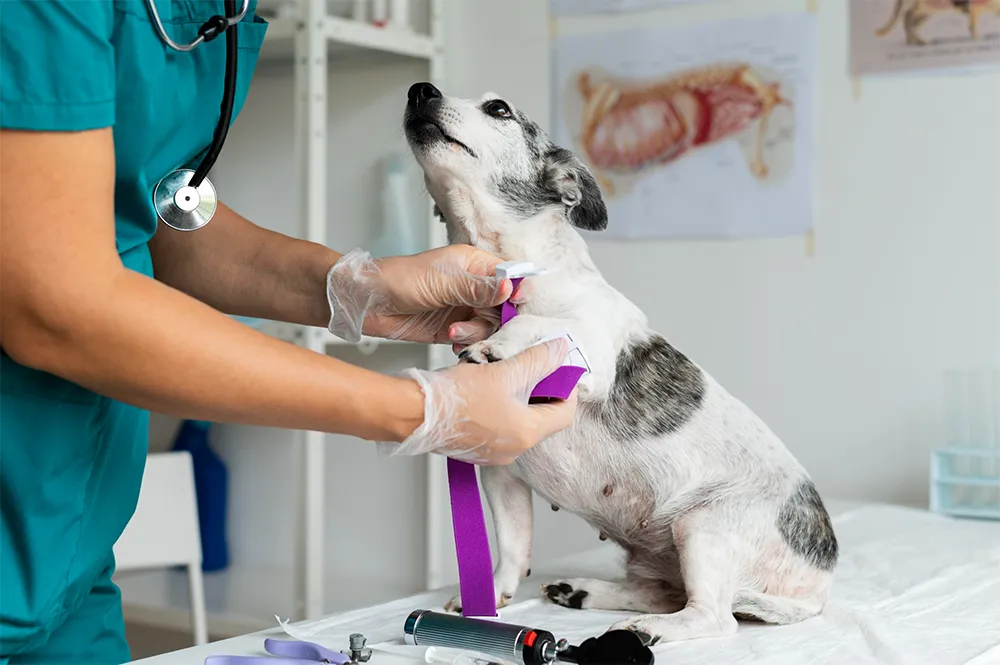 seguro%20veterinario%20perro%20comparativa.webp