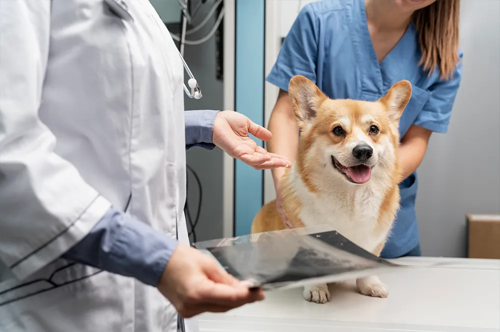 seguro%20veterinario%20perro%20guia.webp