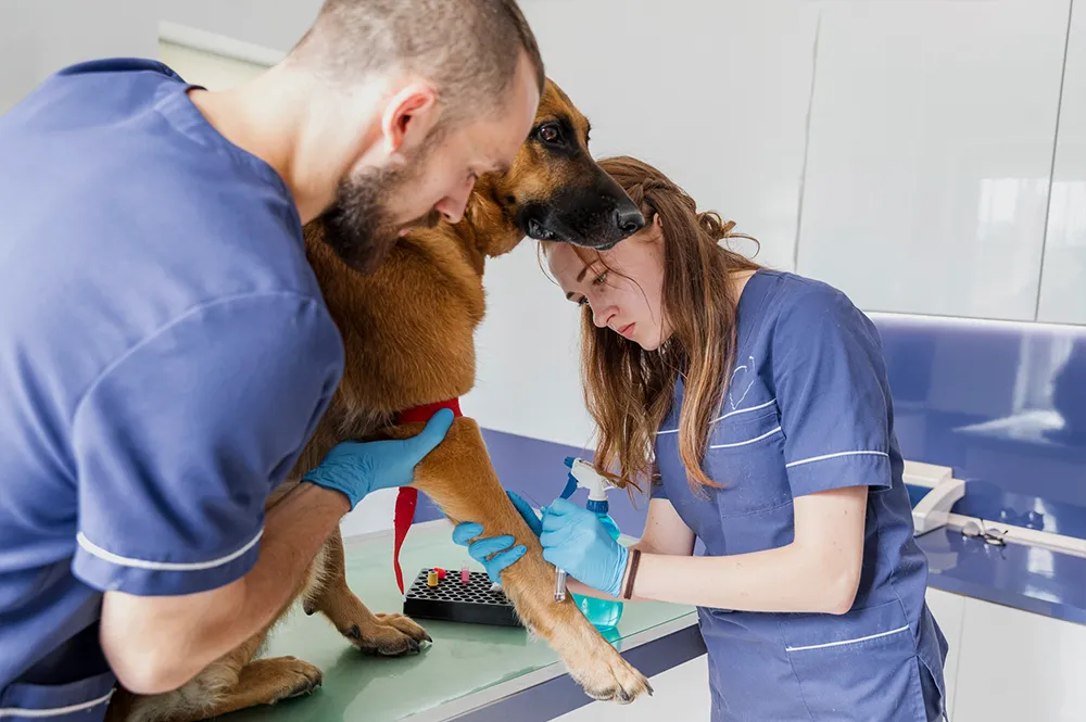 seguro%20veterinario%20perro.webp