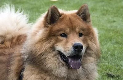 Eurasier.webp
