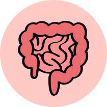 Bovino