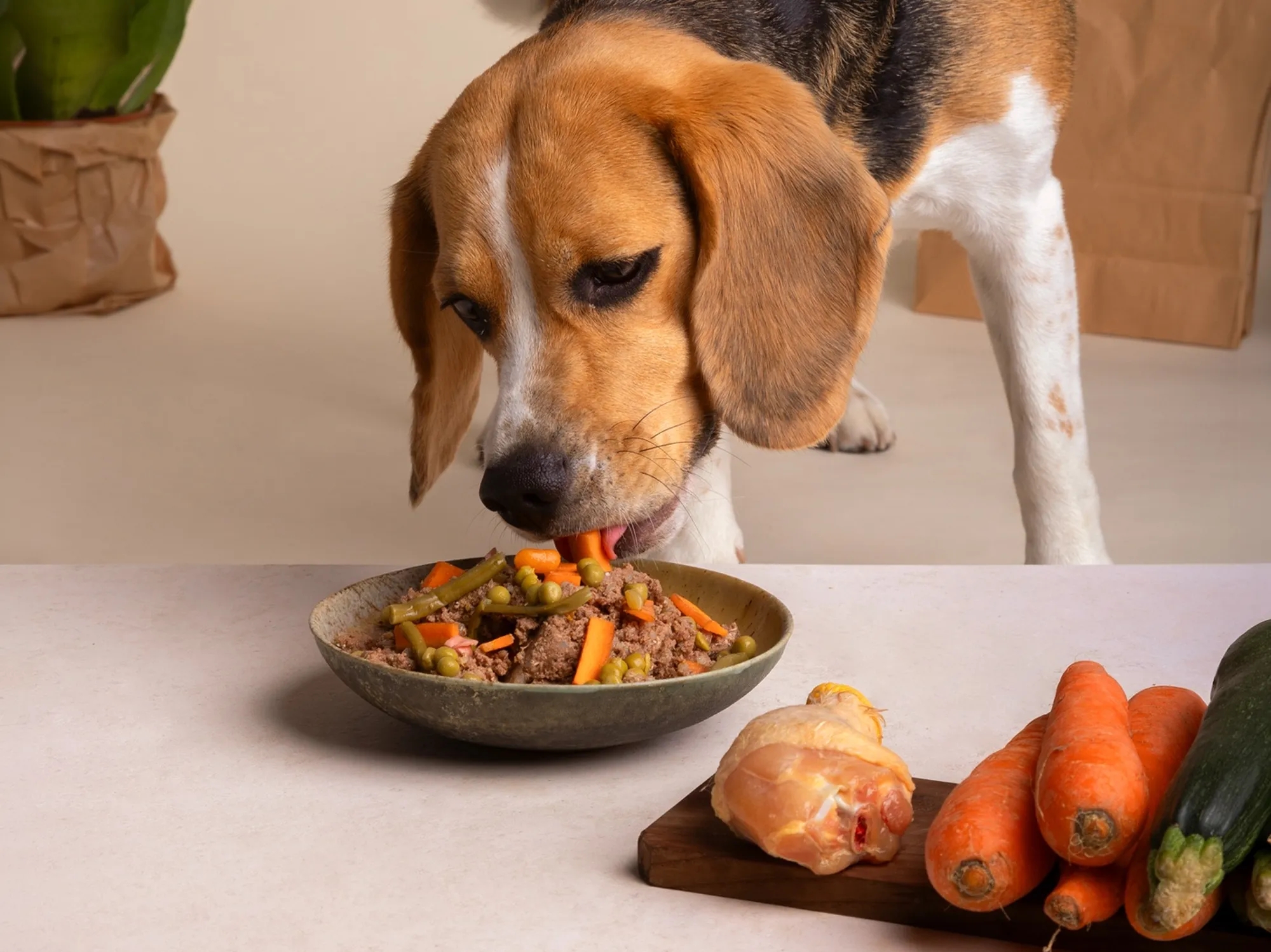 Probióticos para perros: para qué sirven