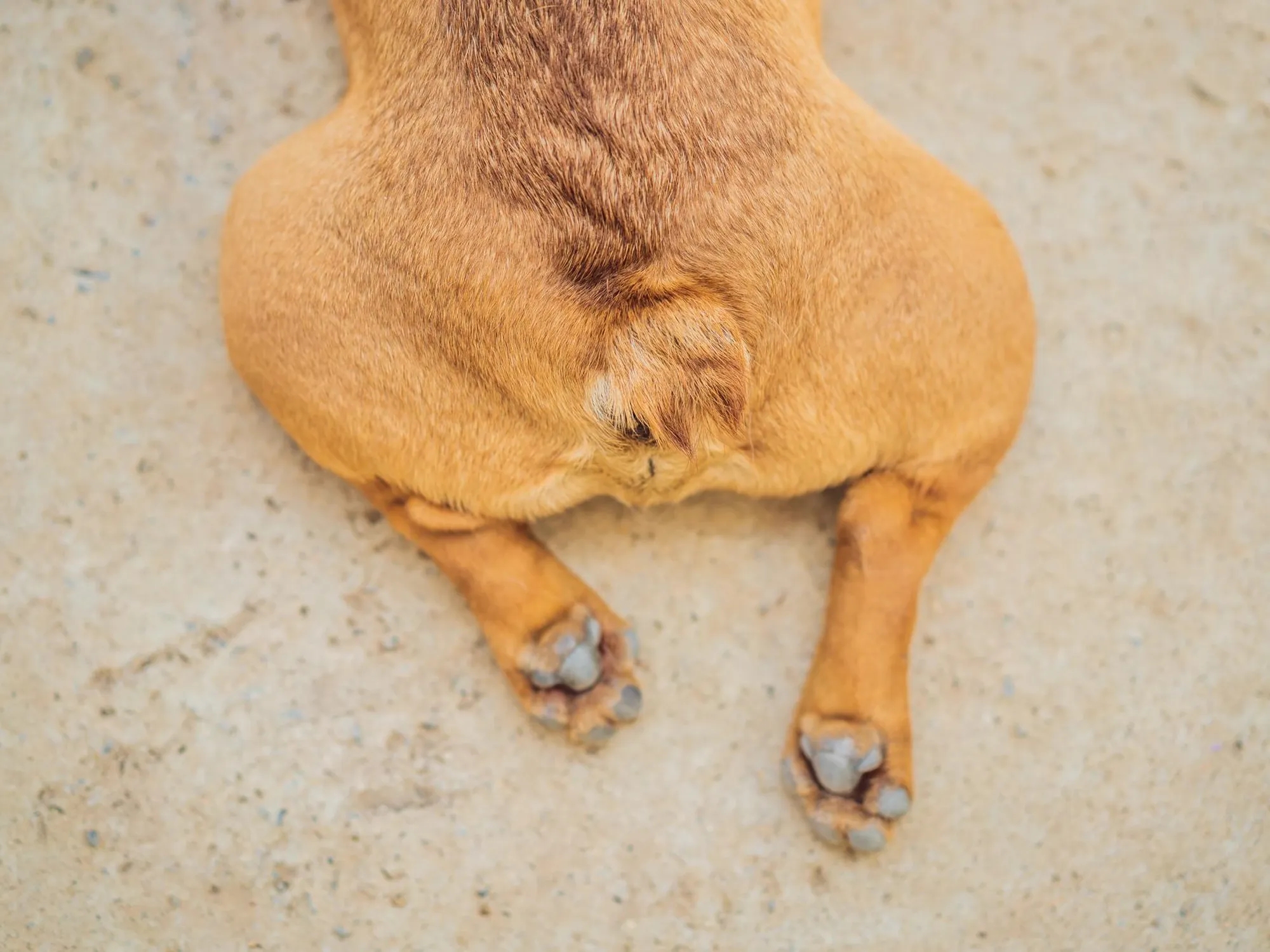Glándulas anales en perros