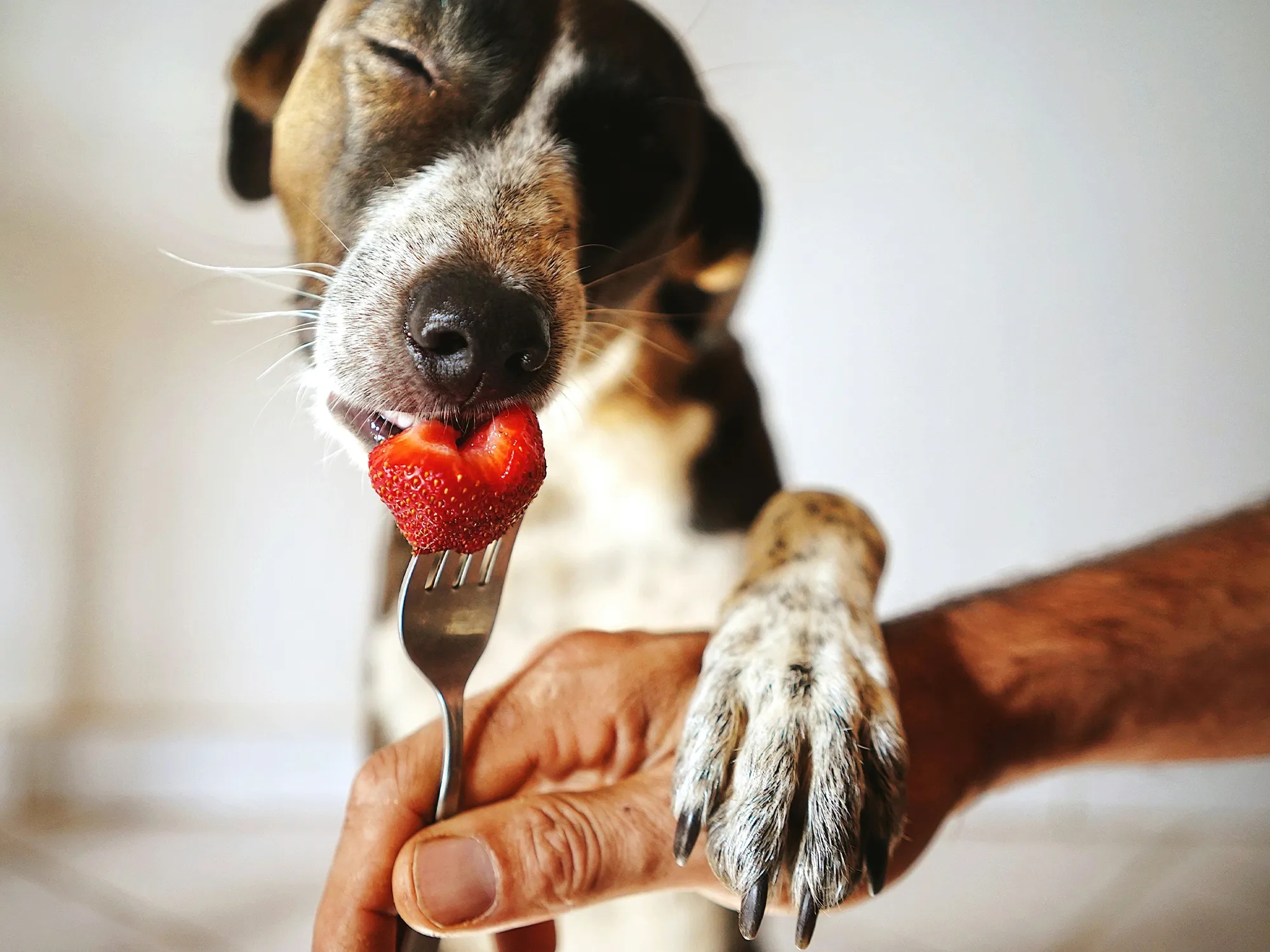 ¿Los perros pueden comer fresas?