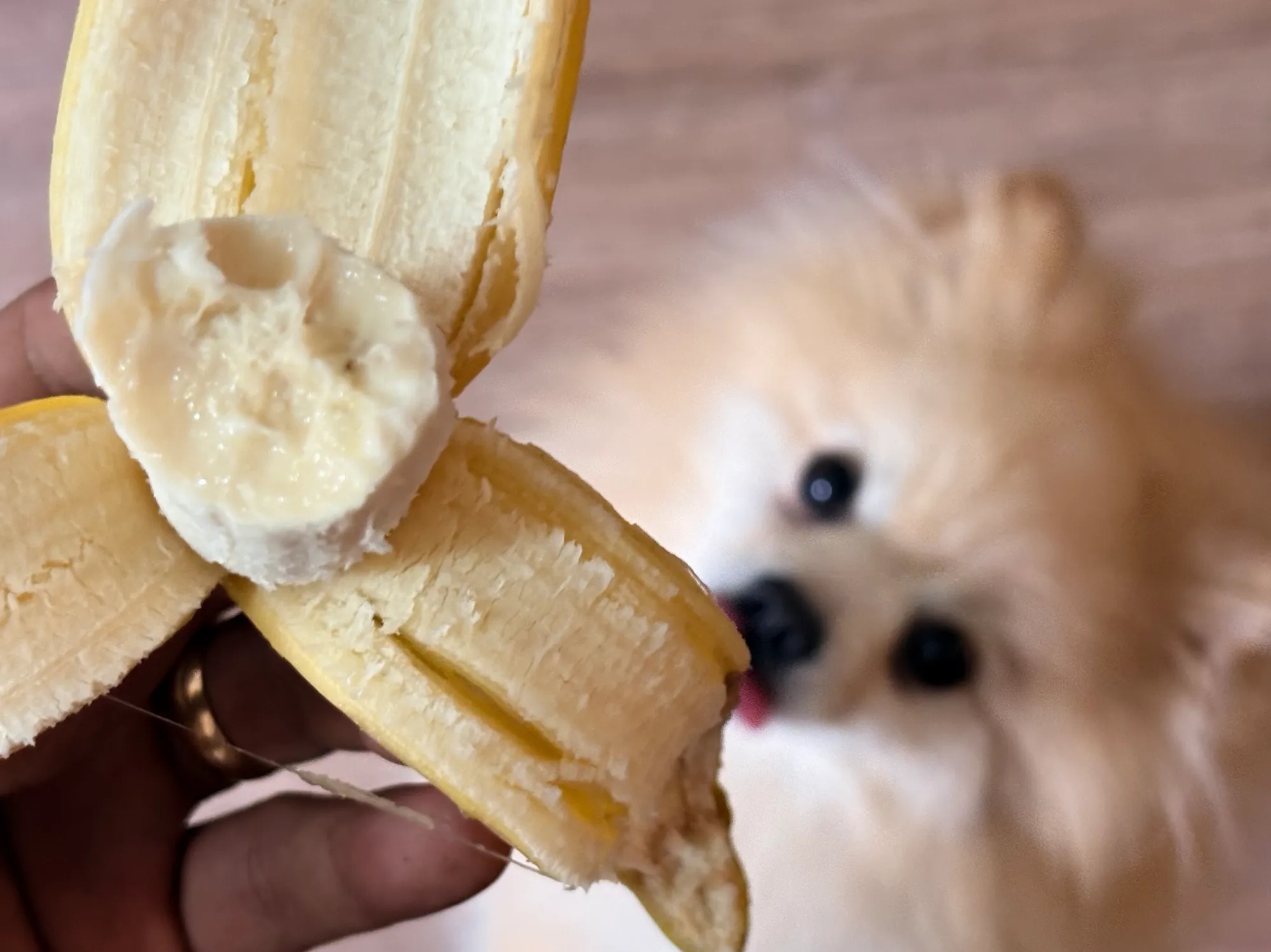 ¿Los perros pueden comer plátano?