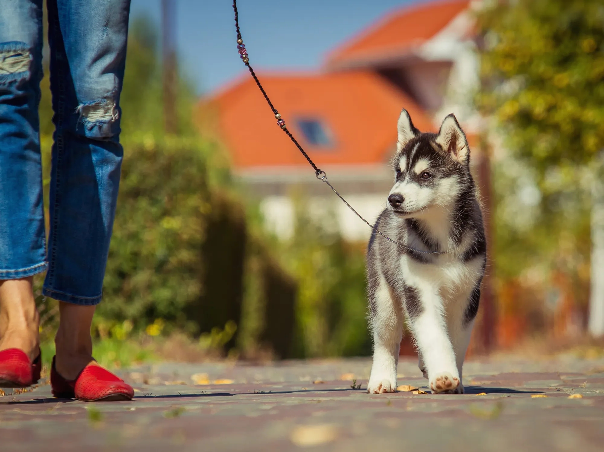 Cuándo puede salir un cachorro a la calle