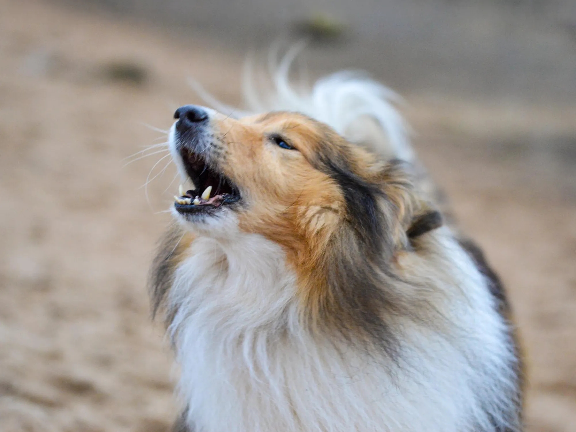 Guía de ladridos de perro