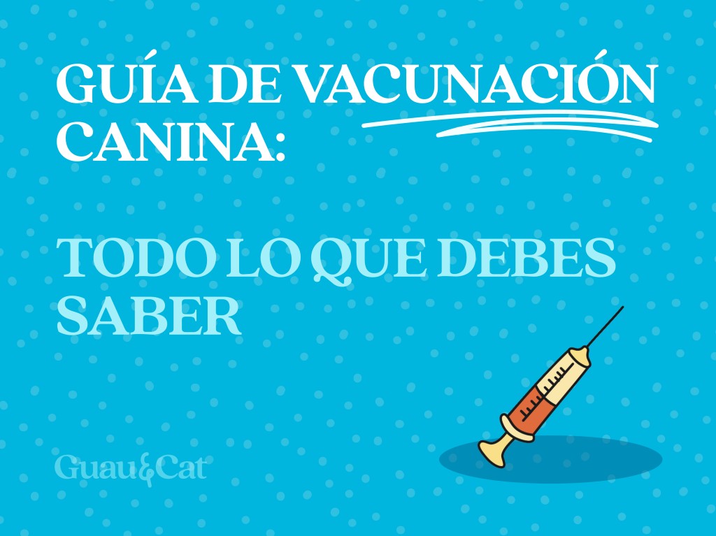 Vacunas obligatorias y recomendadas en perros - Calendario de vacunación canino