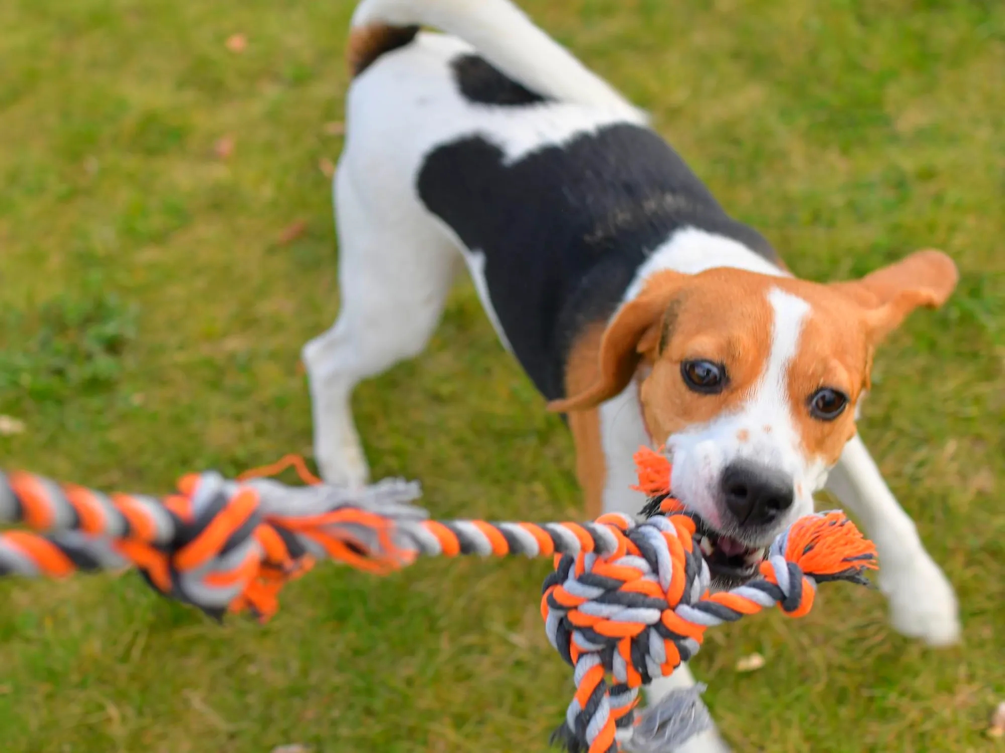 Juegos para perros