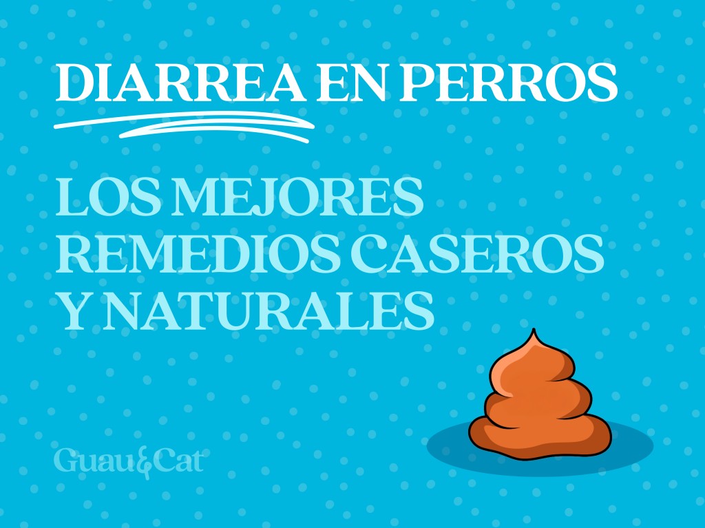 Remedios caseros para la diarrea en perros