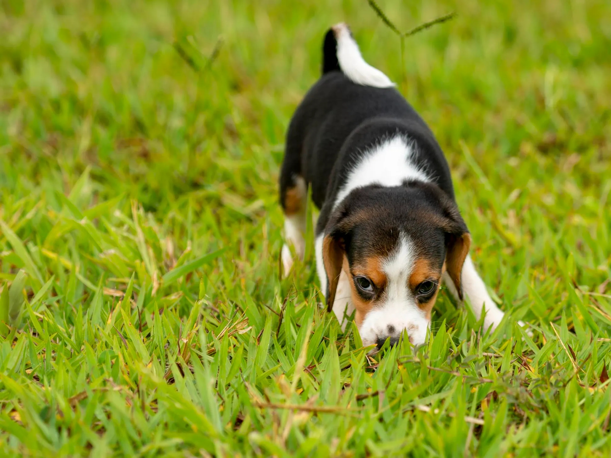 Cómo enseñar a un cachorro a hacer sus necesidades fuera