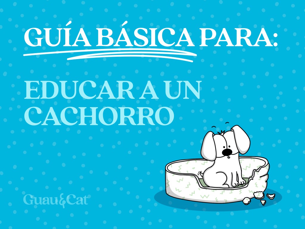 Cómo educar a un cachorro