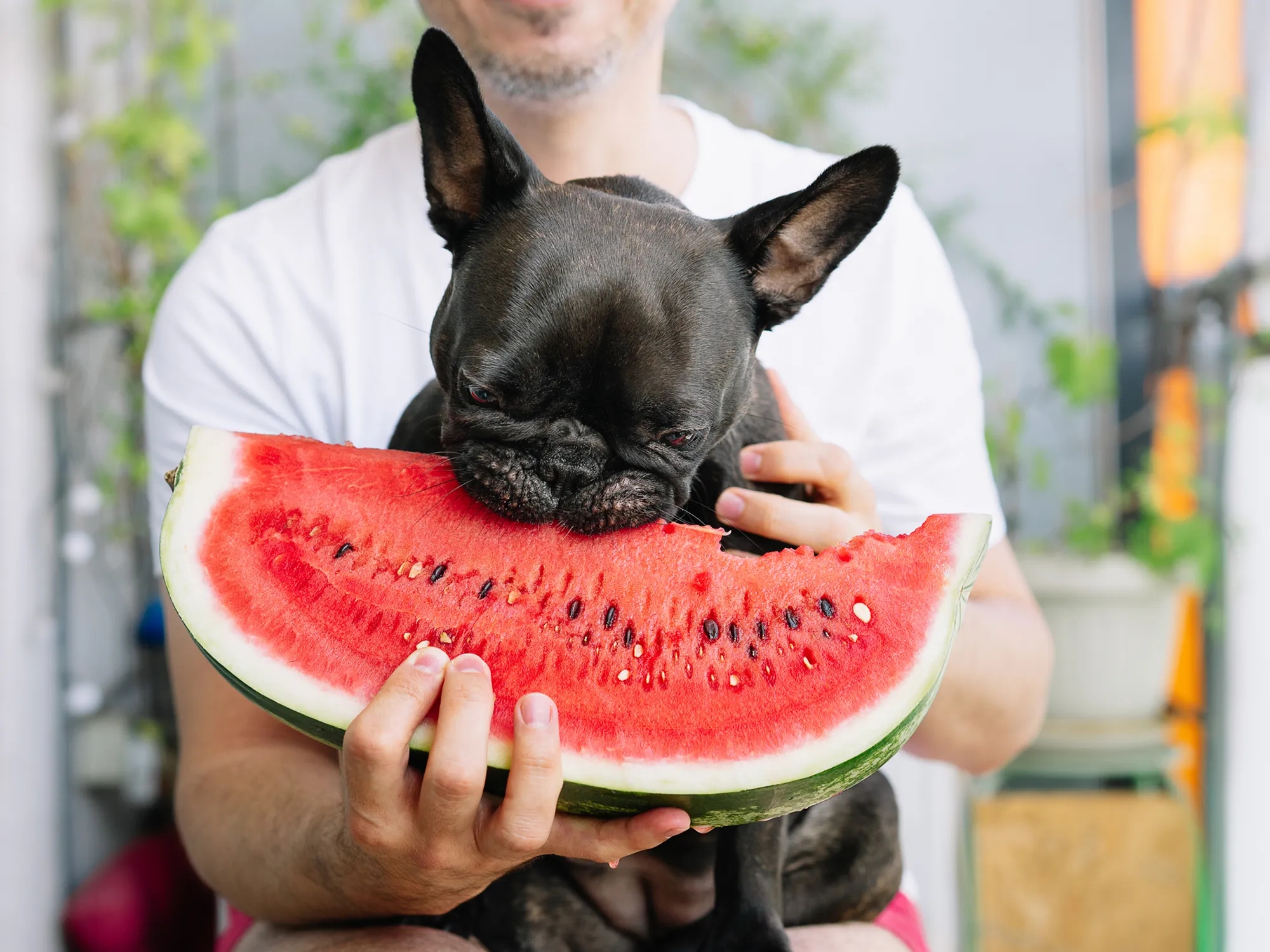 Qué frutas pueden comer los perros 