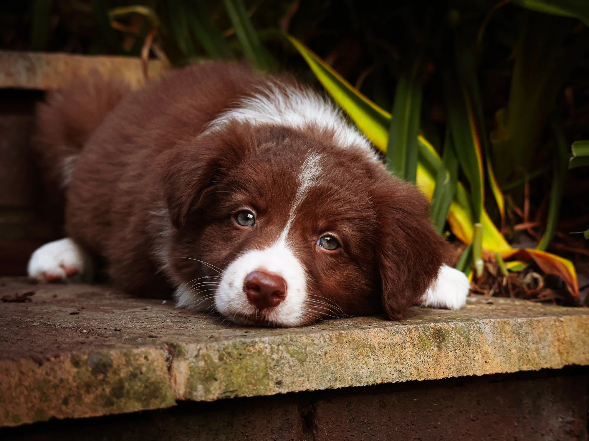 Border Collie cachorro: lo que necesitas saber antes de adoptarlo