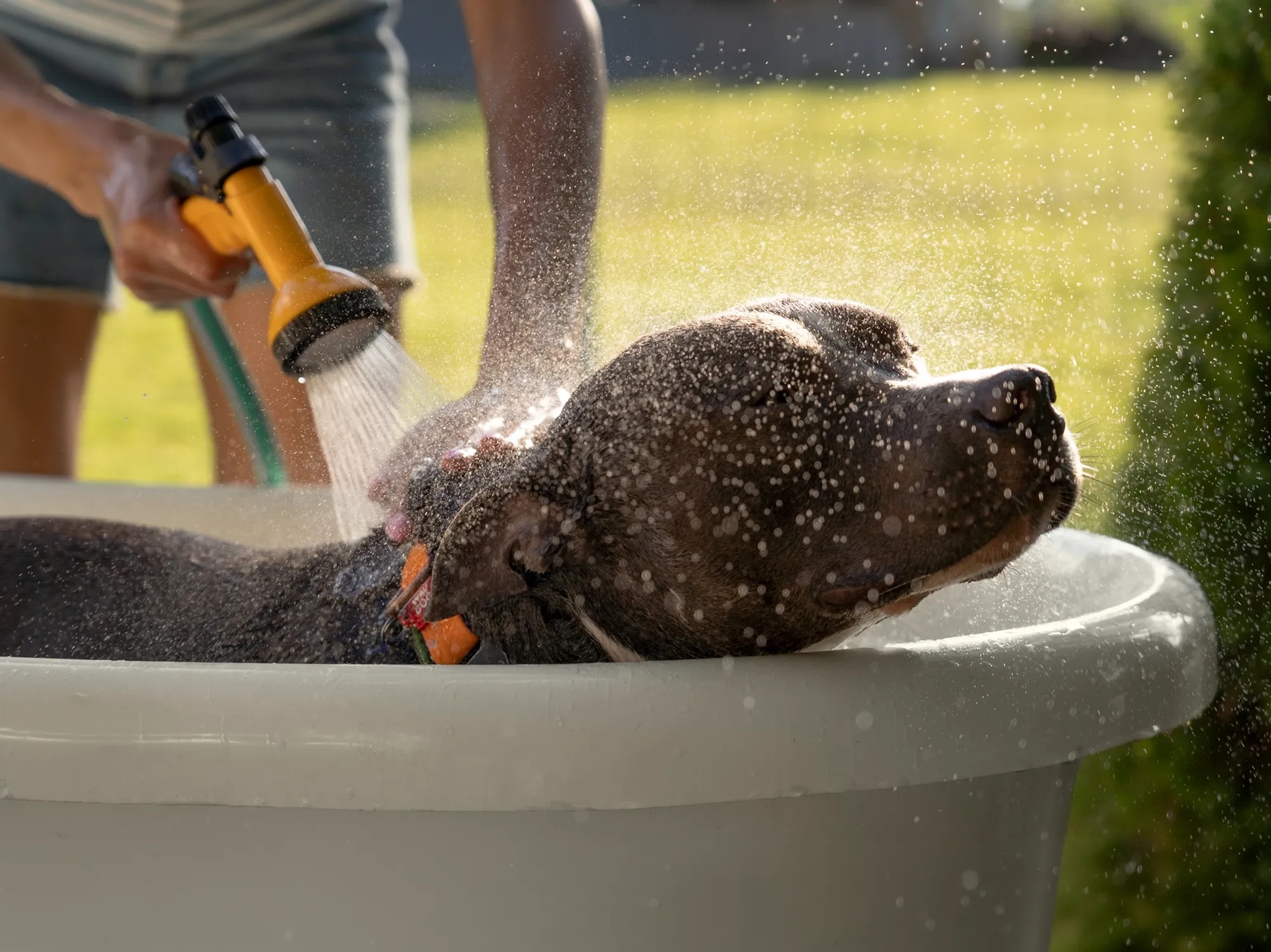 Golpe de calor en perros