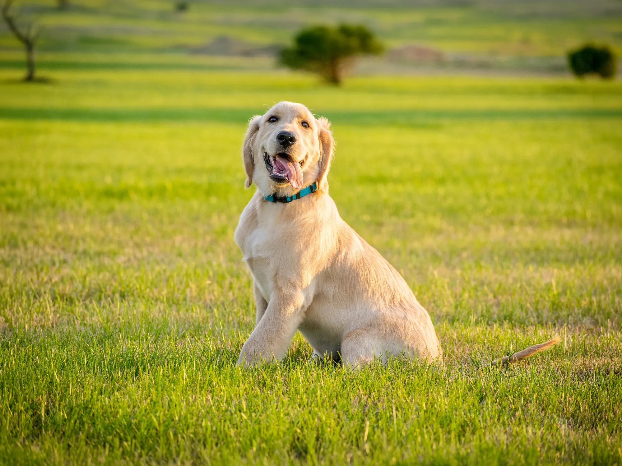 Cachorro Golden Retriever: guía completa para su educación y cuidados