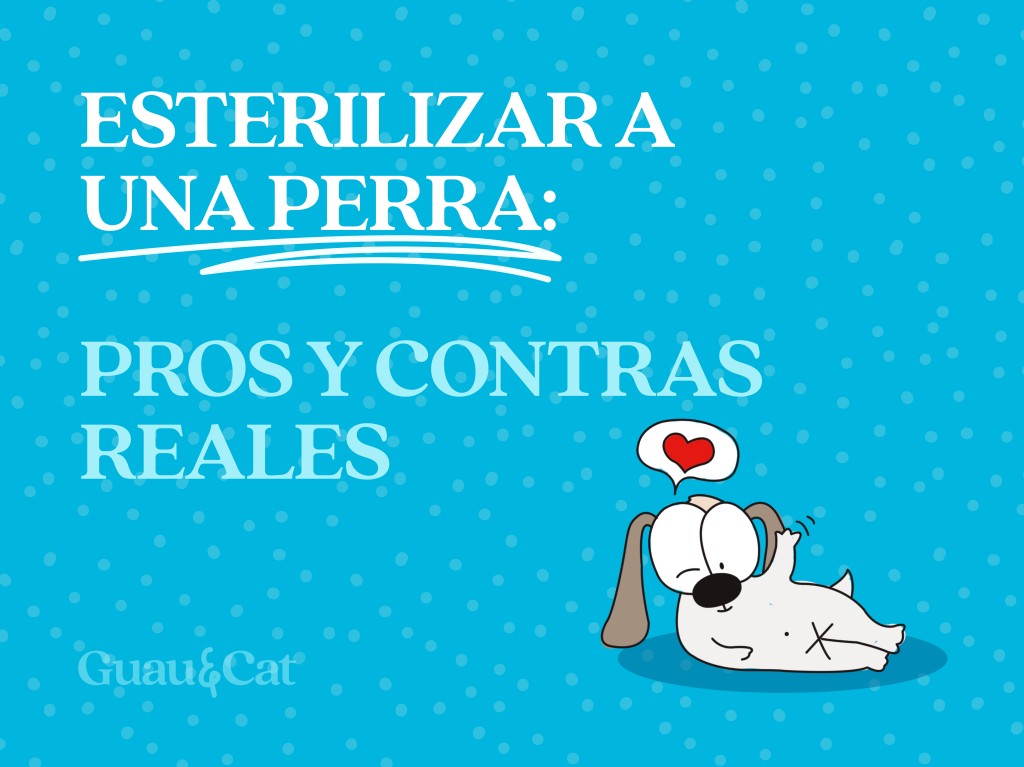 Inconvenientes de esterilizar a una perra