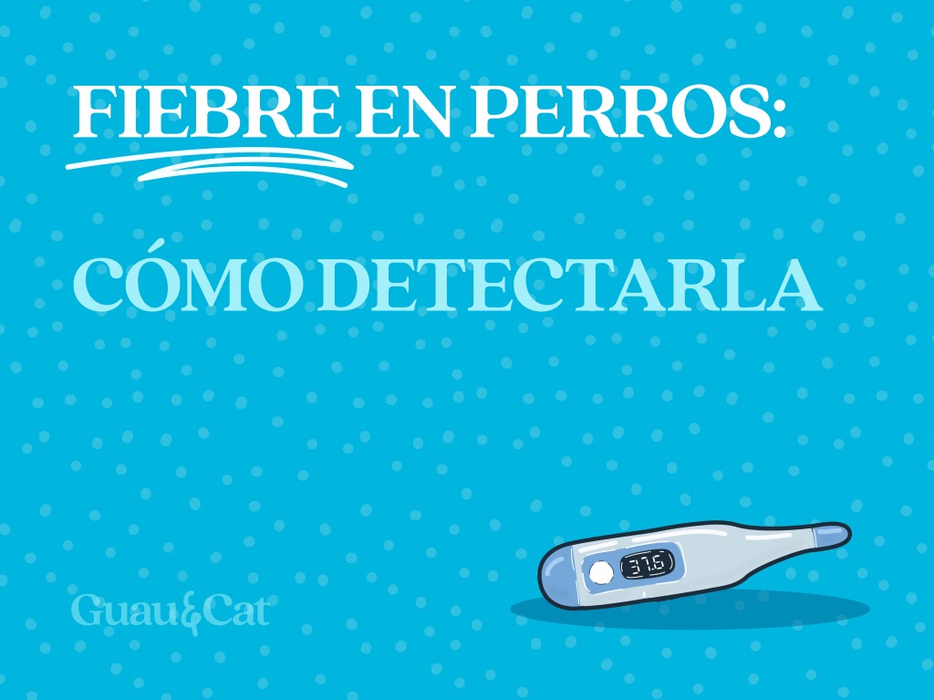 Cómo saber si un perro tiene fiebre