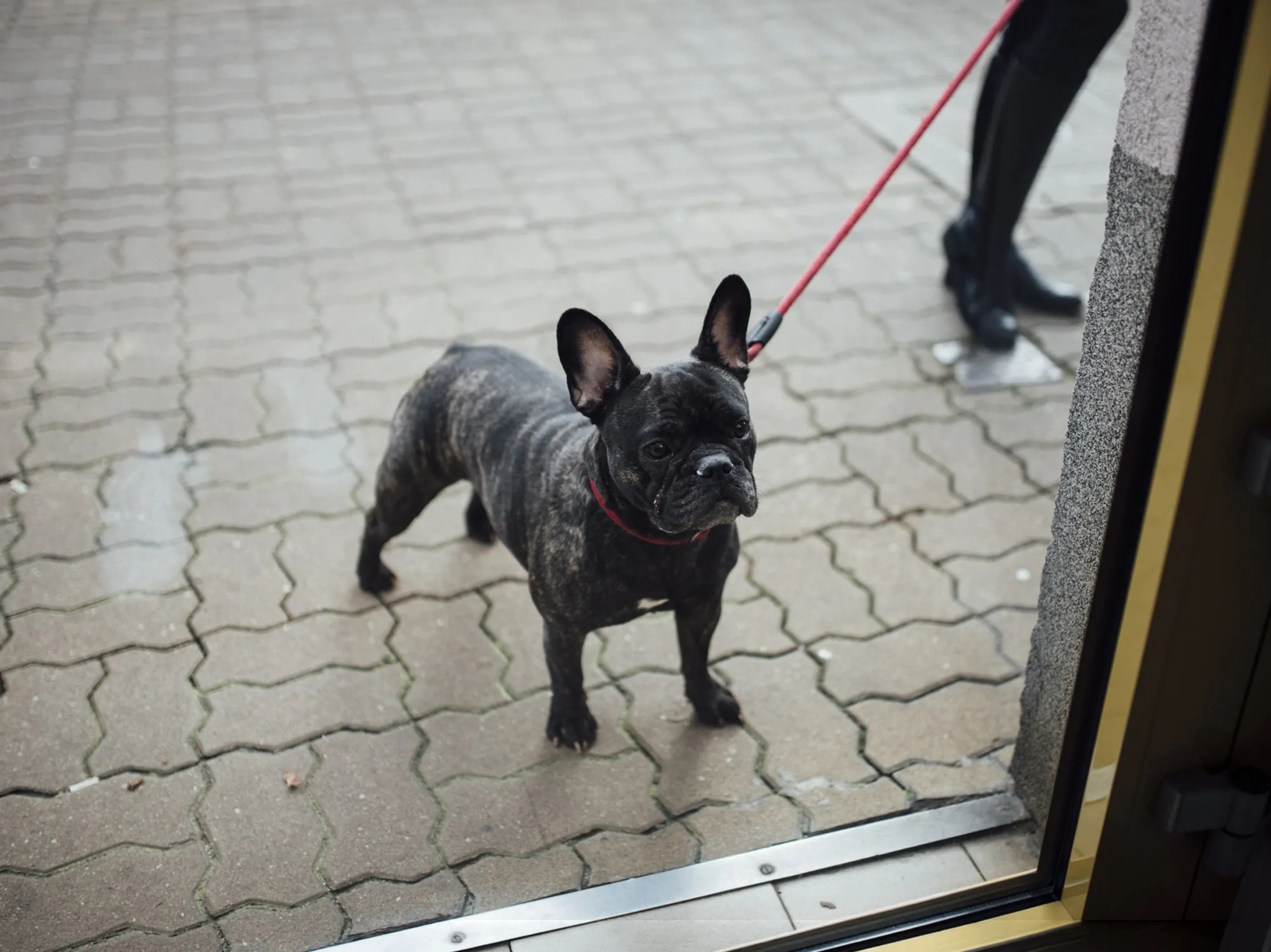 Mi perro no quiere salir a la calle: cómo ayudarlo