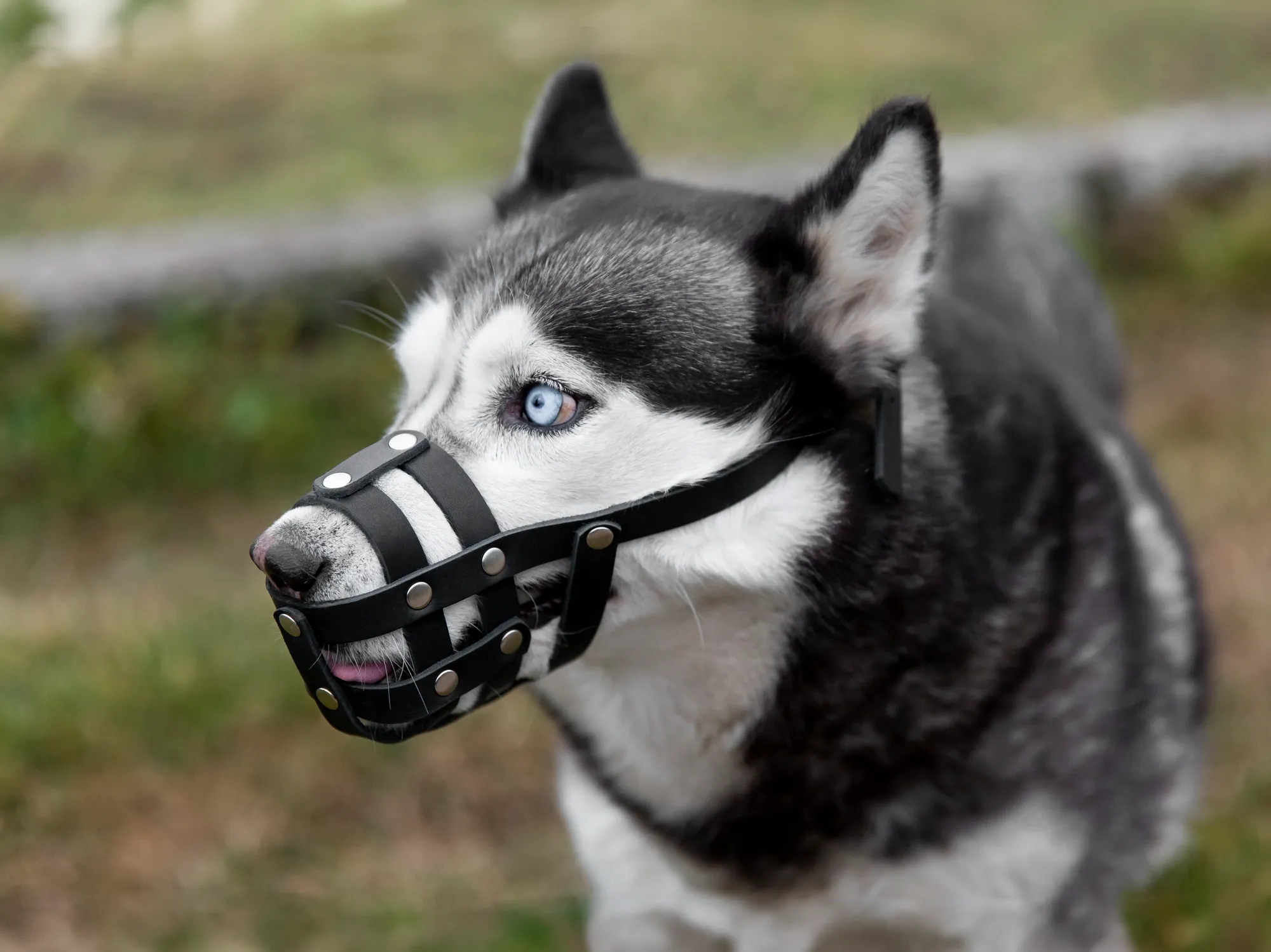 Bozal para perros: tipos y cuándo es necesario