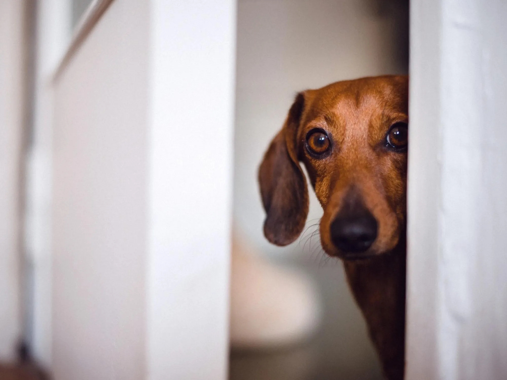 Cómo quitar el miedo a un perro