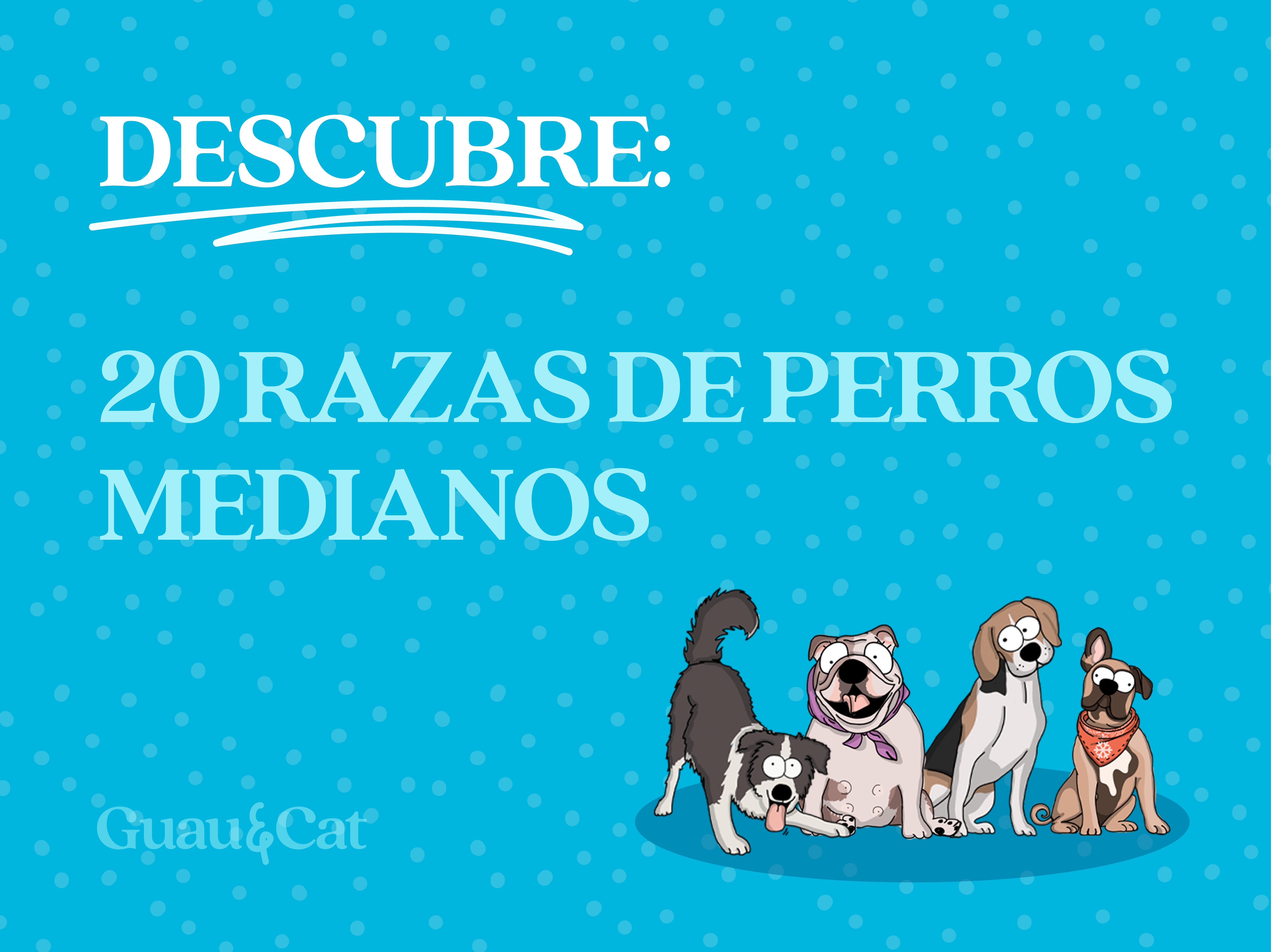 La guía completa de las razas de perros medianos
