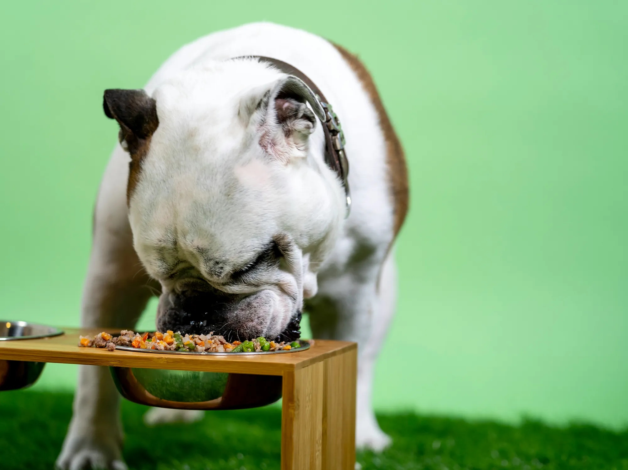 Dieta sin cereales para perros: qué debes saber