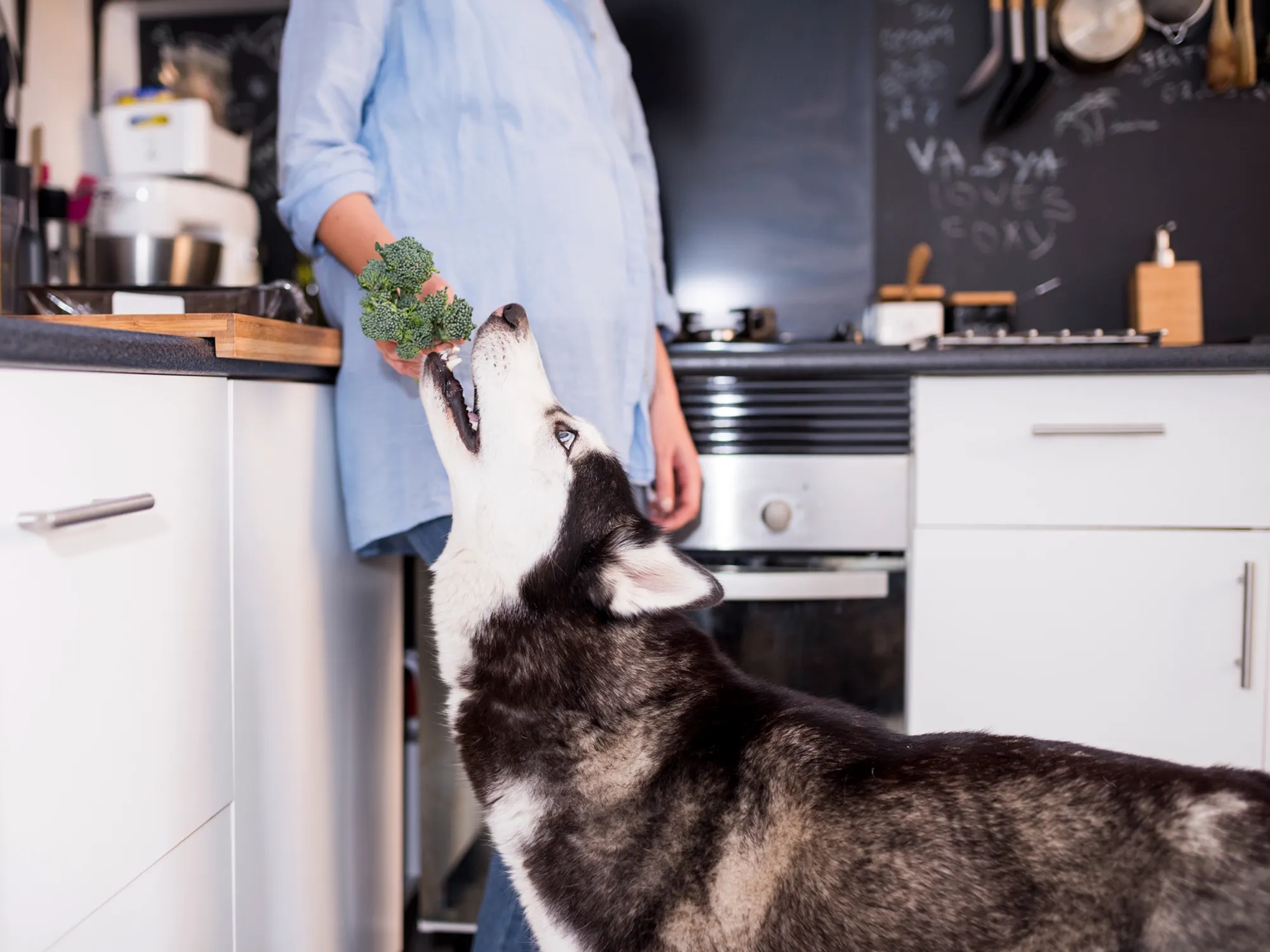 Qué verduras pueden comer los perros 