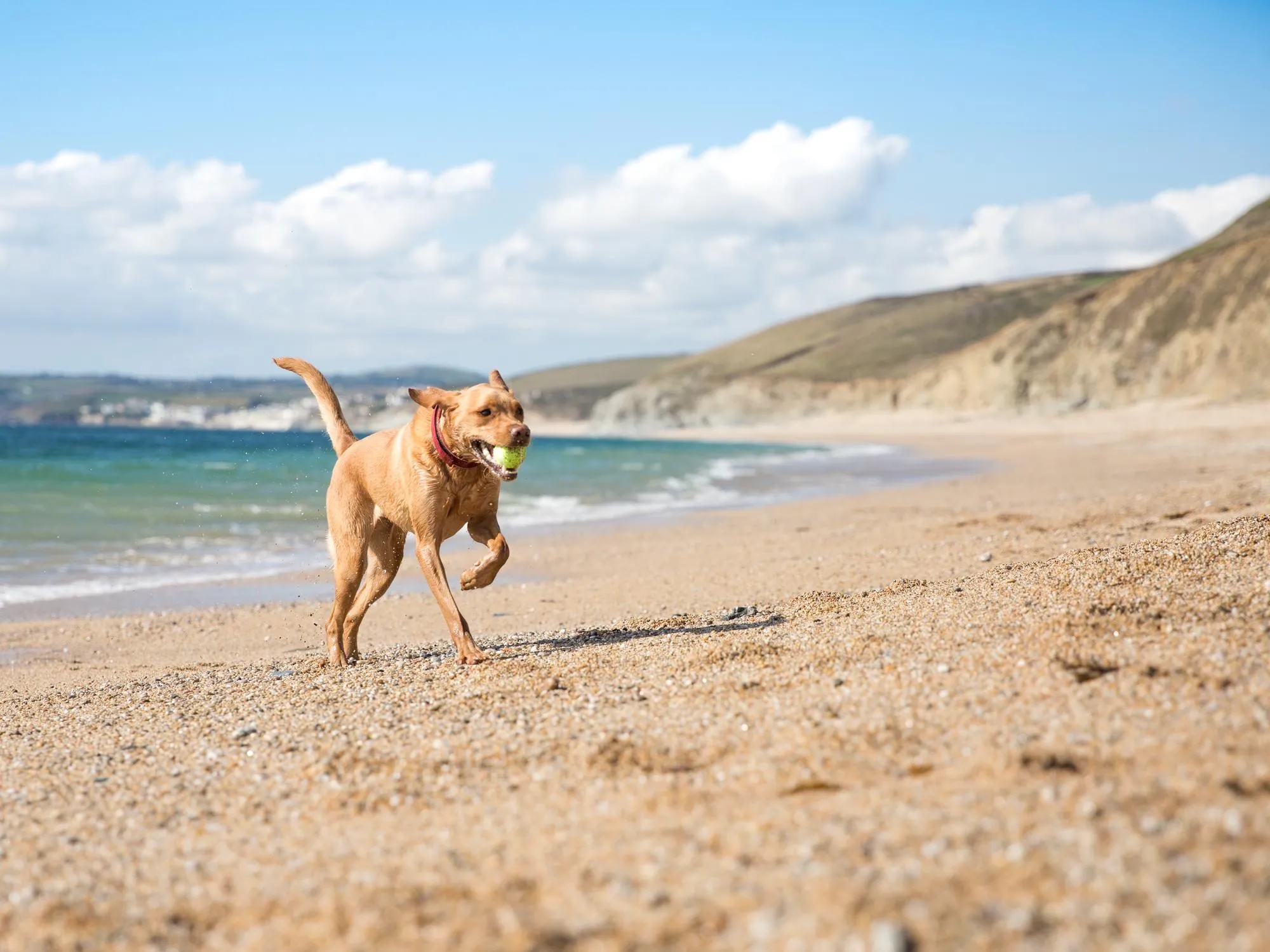 Playas para perros en España: guía de playas que admiten perros (2026)
