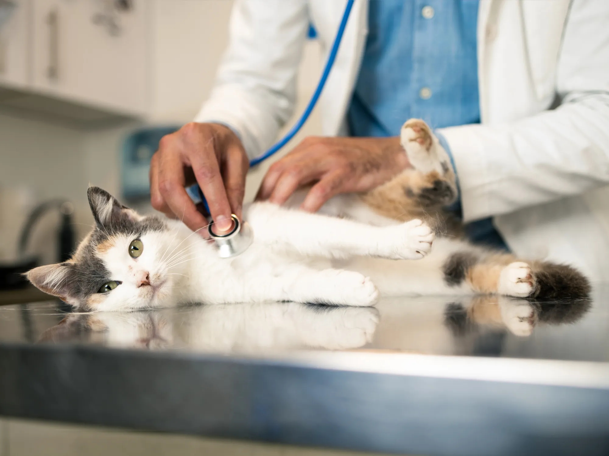 Seguro para gatos: cómo elegir el mejor seguro veterinario 