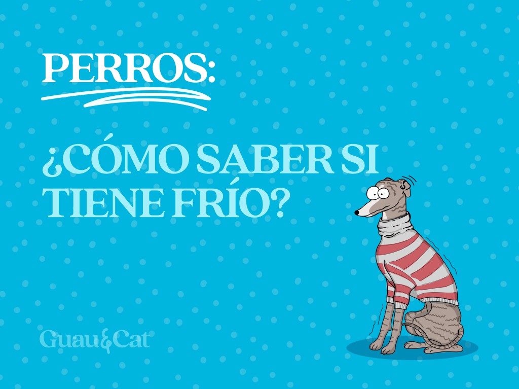 ¿Cómo saber si mi perro tiene frío?