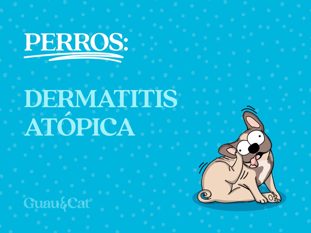 Como curar la dermatitis atópica en perros 