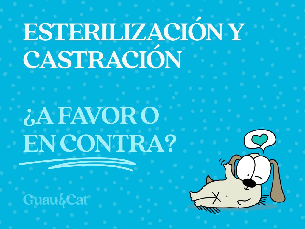 Esterilización y castración ¿A favor o en contra?