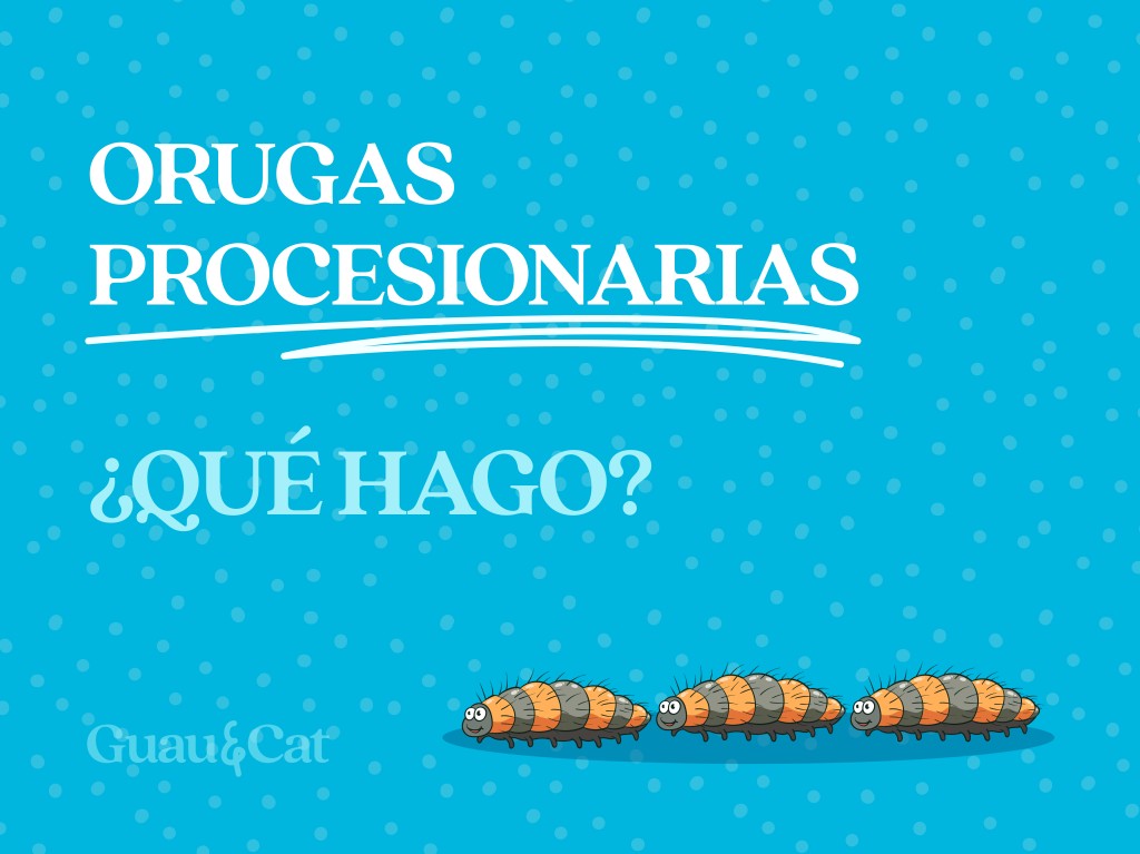 Mi perro ha encontrado orugas procesionarias ¿Qué hago?