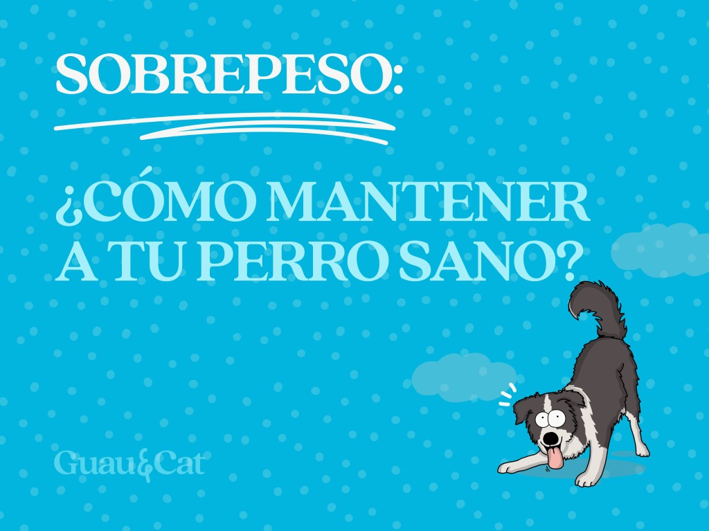 Mi perro está obeso: ¿Cómo mantenerlo en un peso sano con dieta saludable?