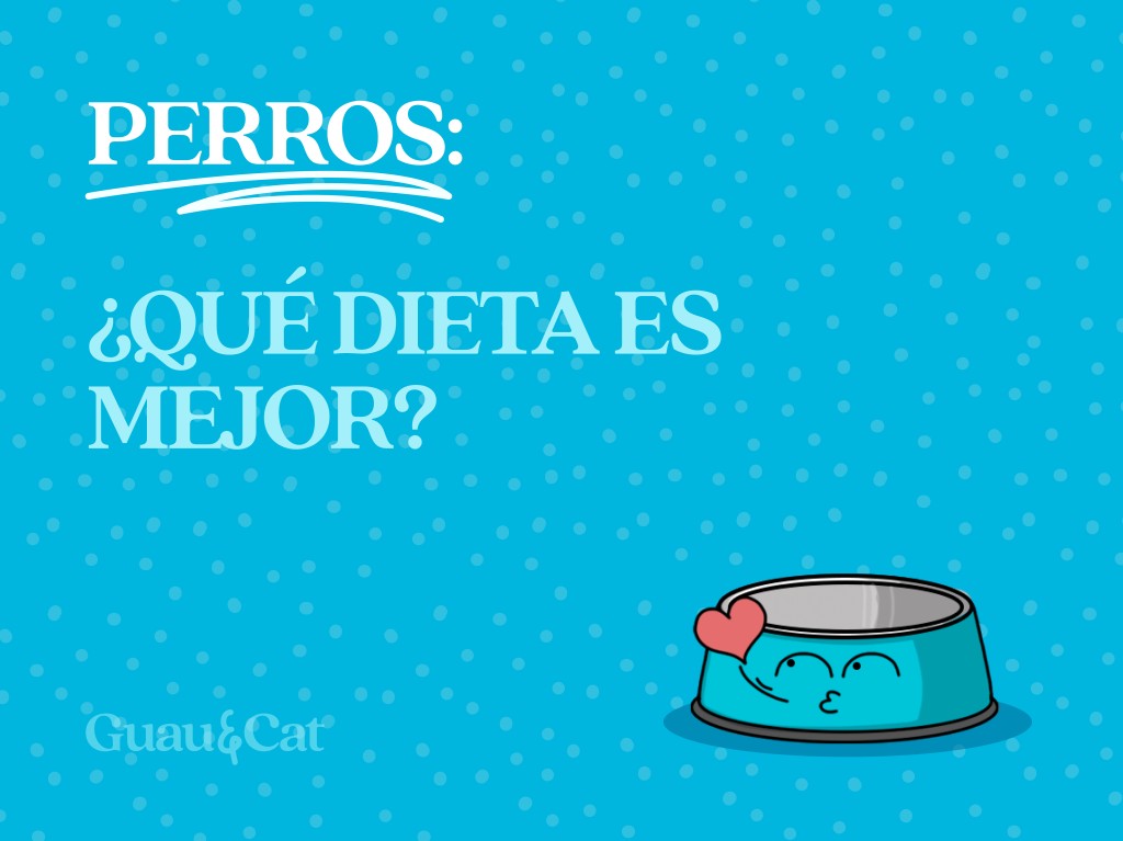 ¿Qué dieta es la mejor para mi perro? 