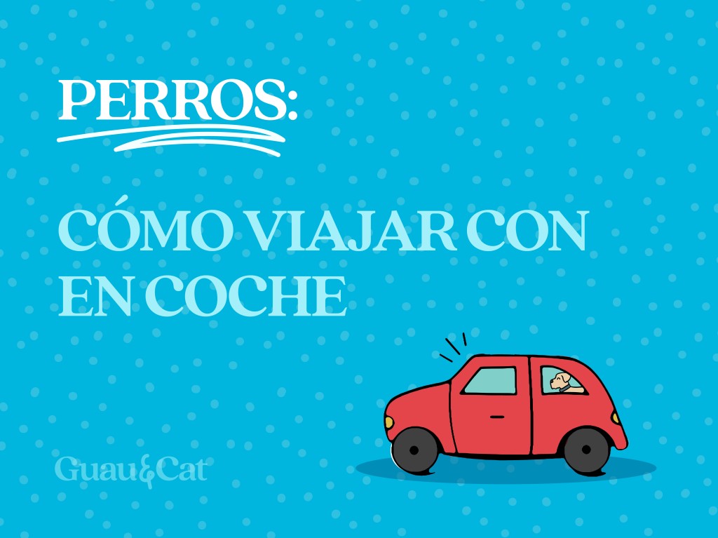 Cómo viajar con tu perro en el coche 