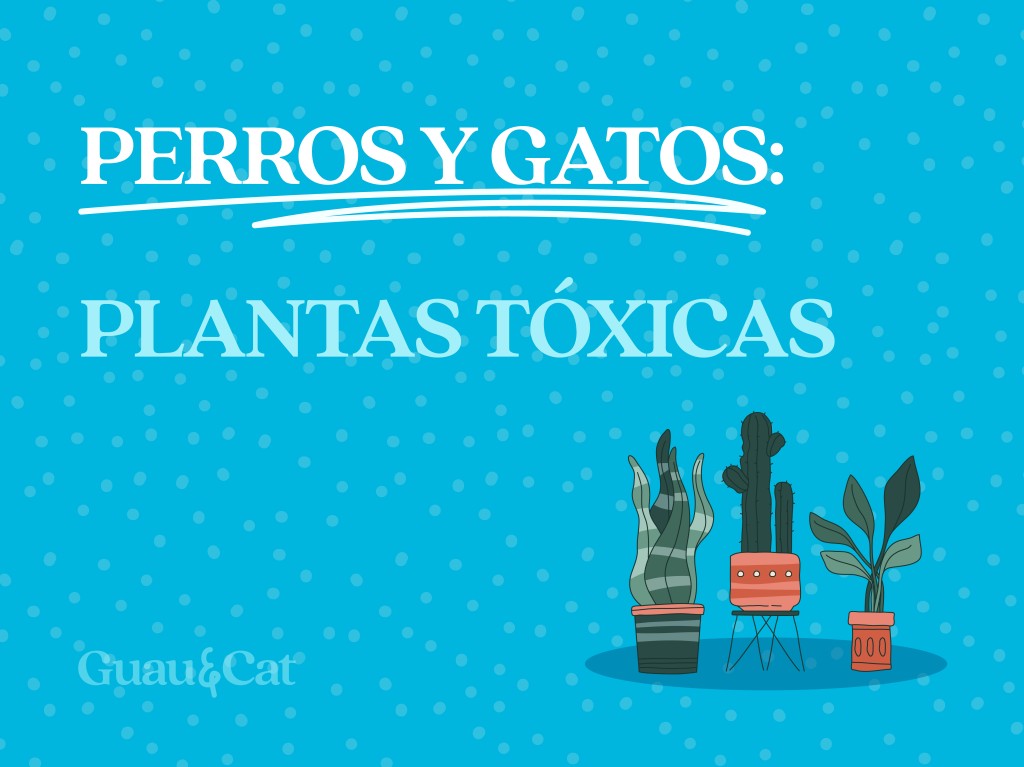 10 Plantas tóxicas para perros y gatos que debemos evitar 