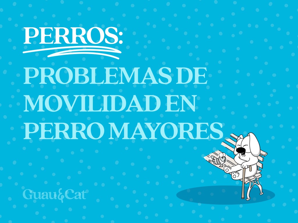 Problemas de movilidad en perros mayores: qué podemos hacer en casa