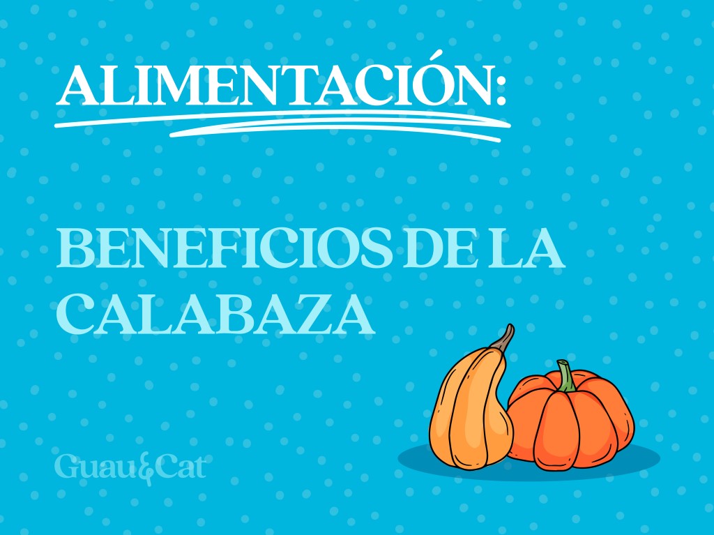 Calabaza para perros