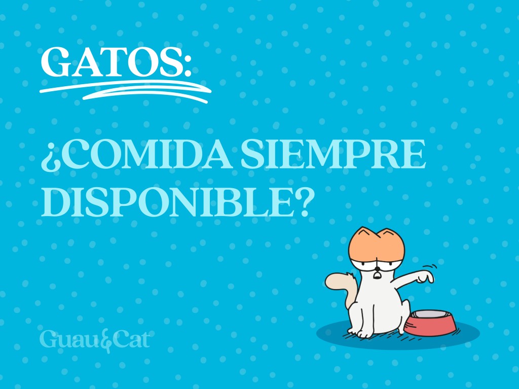 Gatos ¿Comida siempre disponible? 